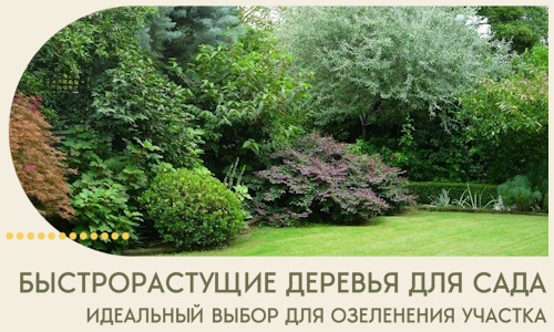 Быстрорастущие деревья для сада идеальный выбор в Вязниках