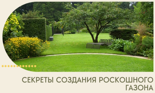 Секреты создания роскошного газона в Вязниках
